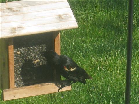  Red-WInged Blackbird 